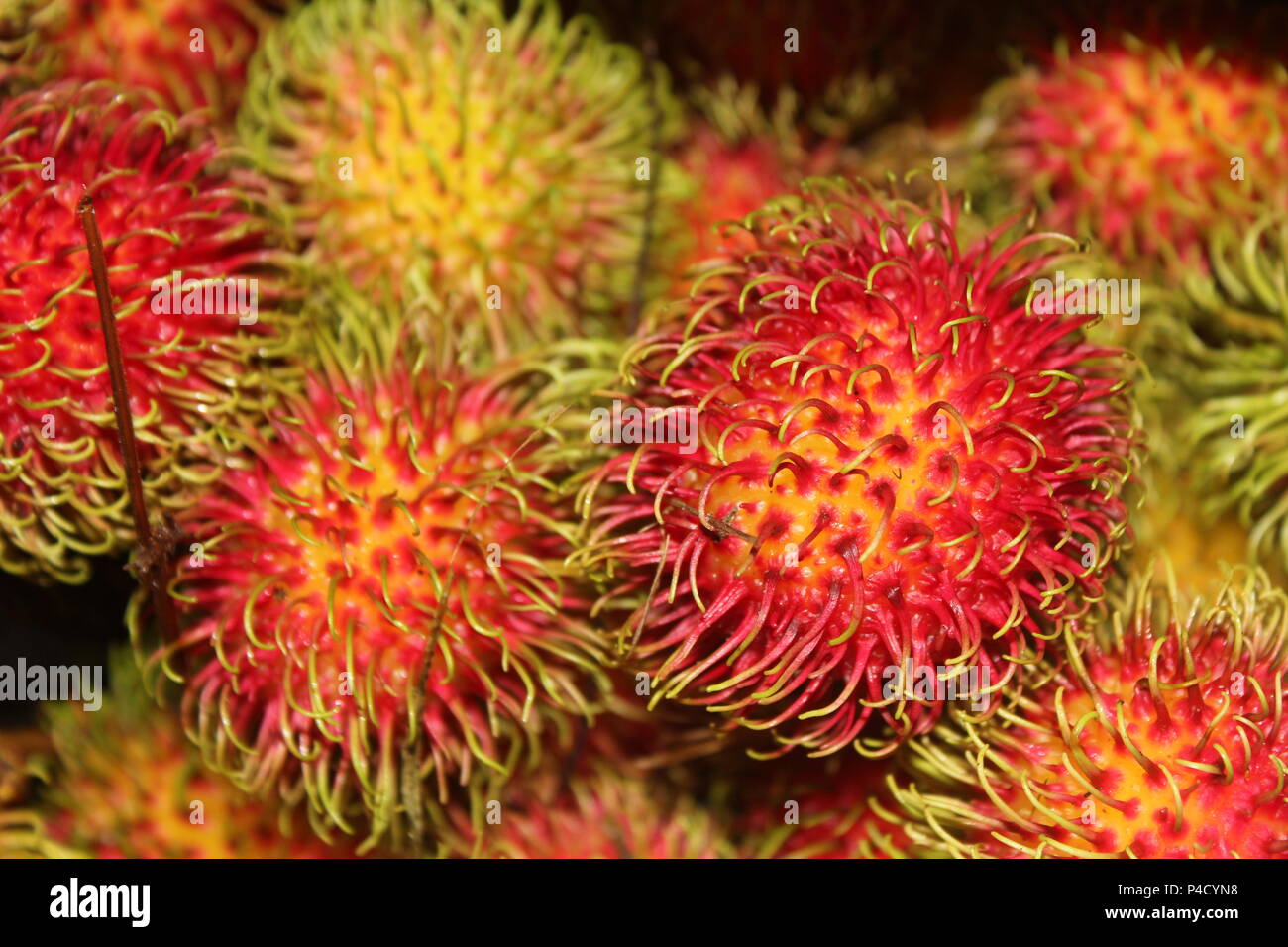 rambutan, a spiky Indonesian fruit Stock Photo