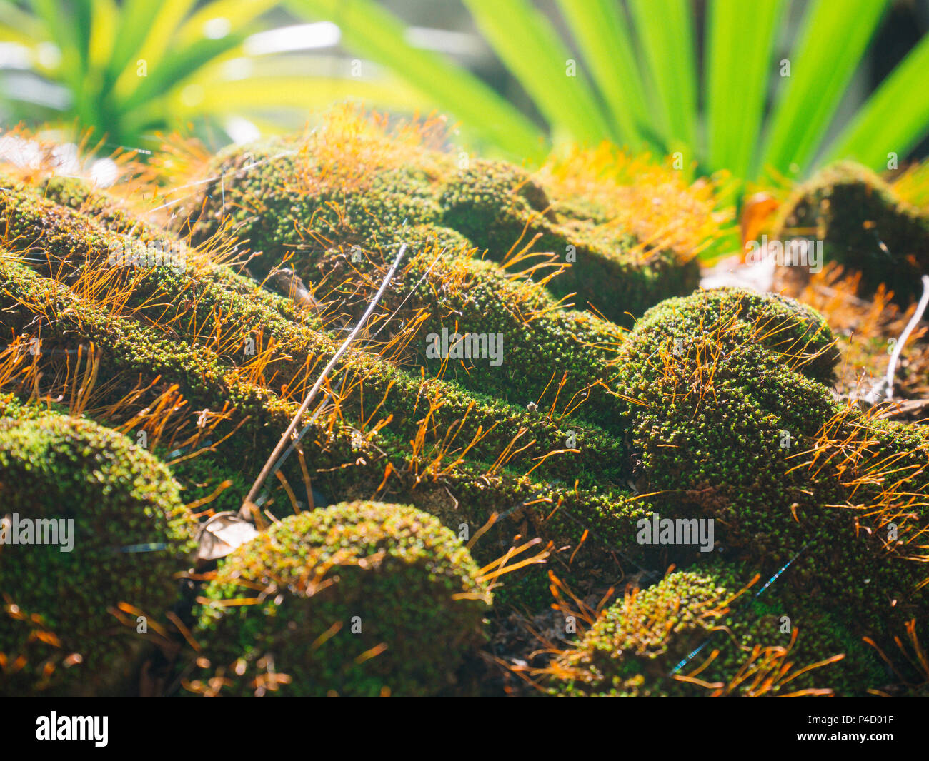 Beautiful green moss in the sunglight,moss closeup, macro, Moss grouws on the tree Stock Photo