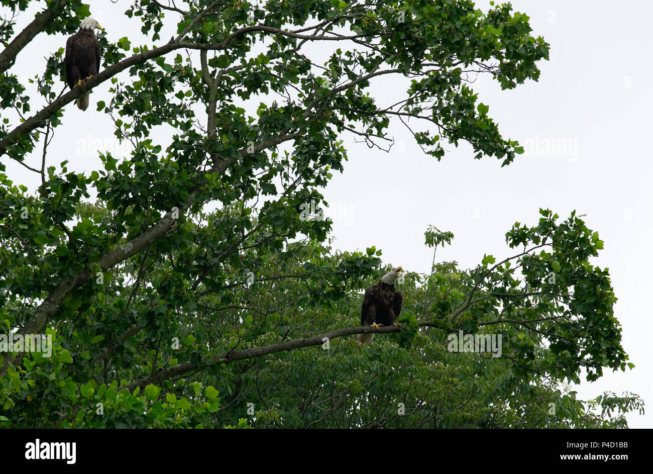 Two Bald Eagles perched in  tree Stock Photo