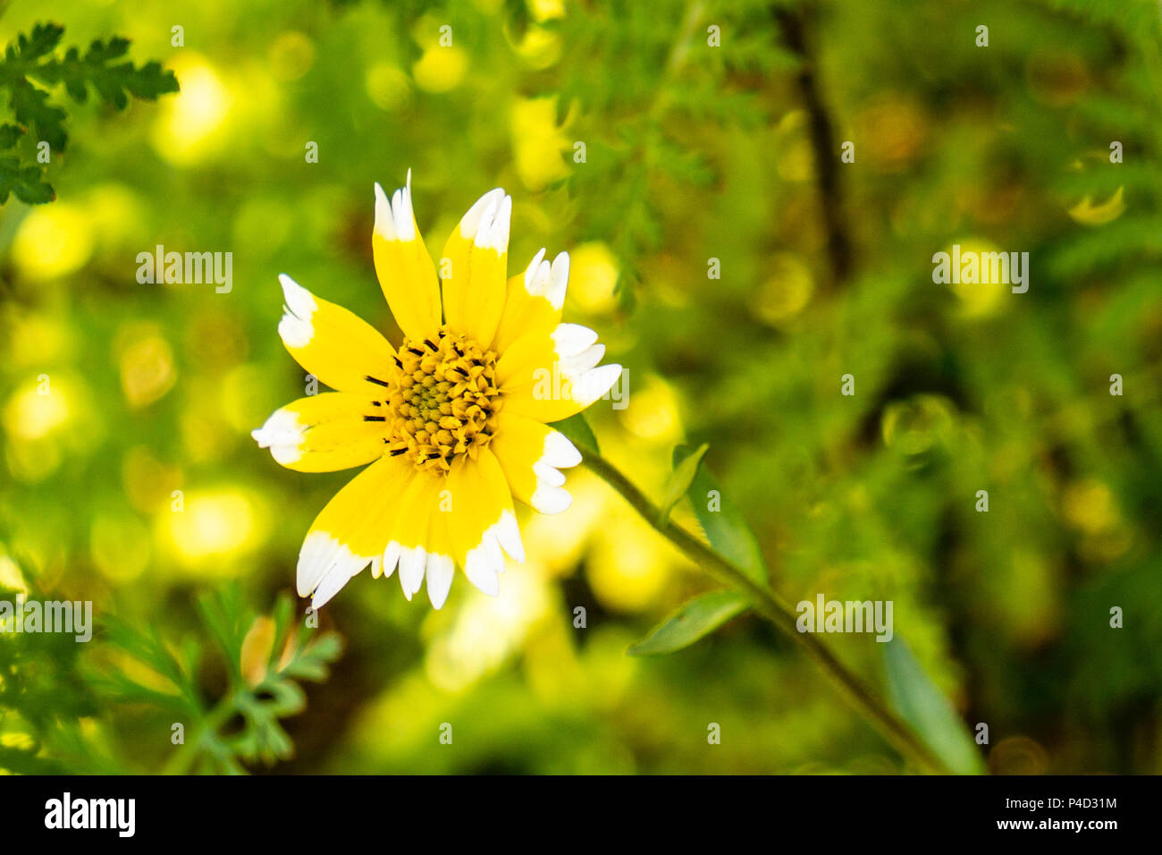 yellow flower with white tips of petals on a green background Stock