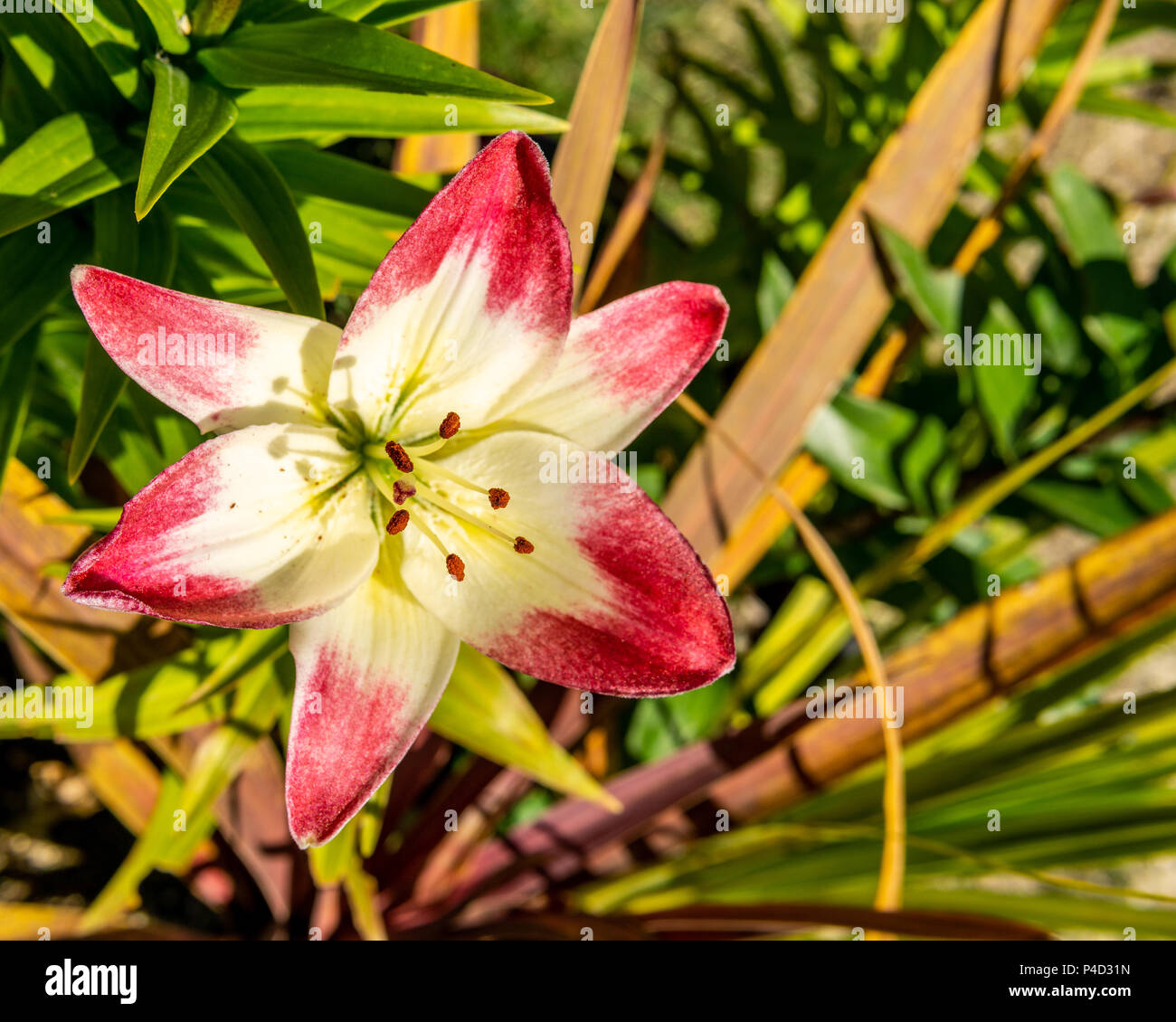 A close-up of a two colored lily lit by the sun against a green ...