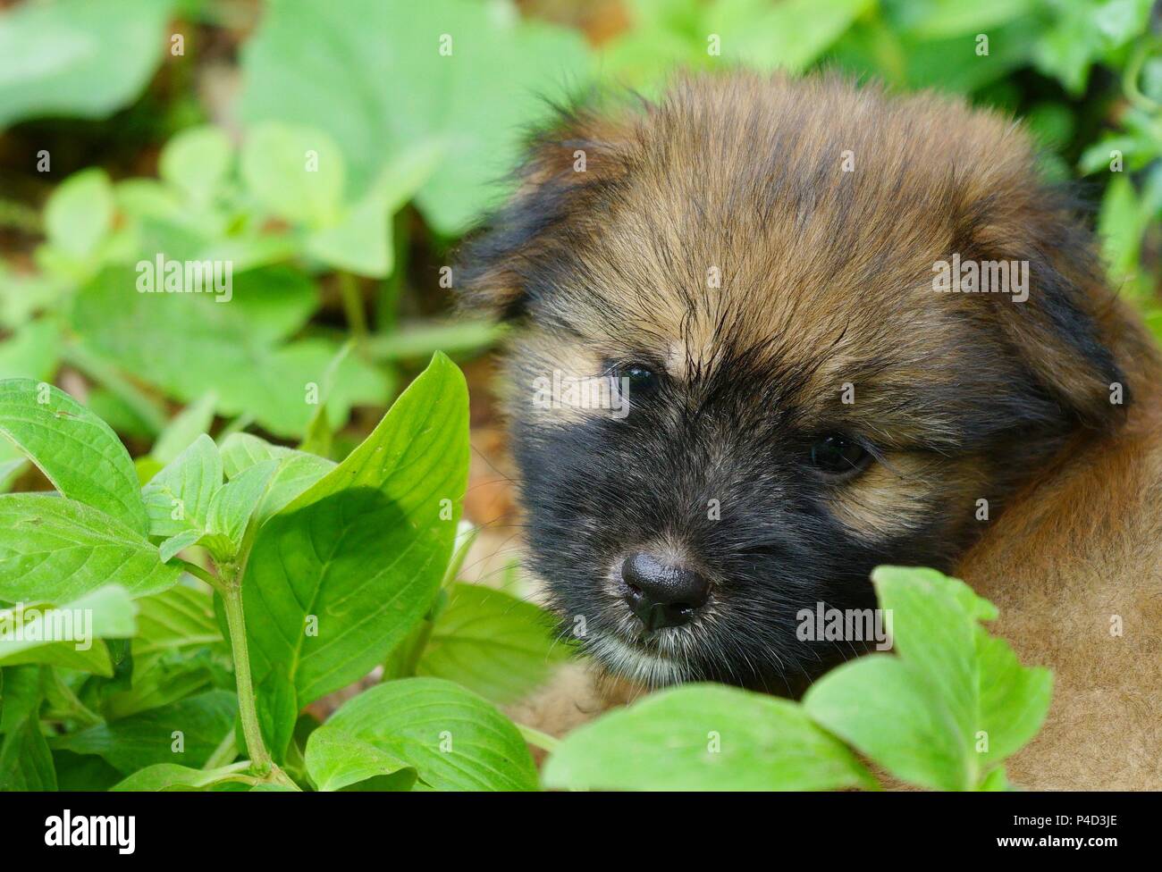 Mixed breed brown puppy playing in green garden Stock Photo - Alamy