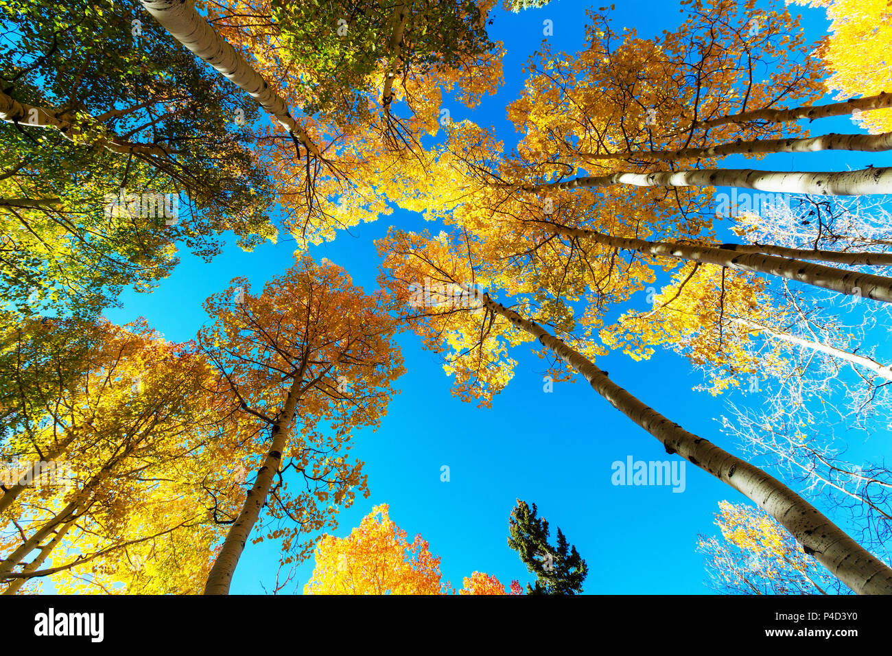 Autumn scene in yellow tones Stock Photo - Alamy