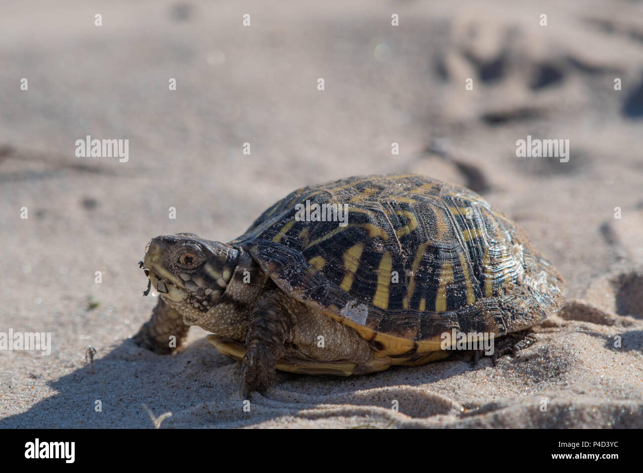 Plains Box Turtle, (Terrapene ornate ornate), Mescalero Sands, Chaves