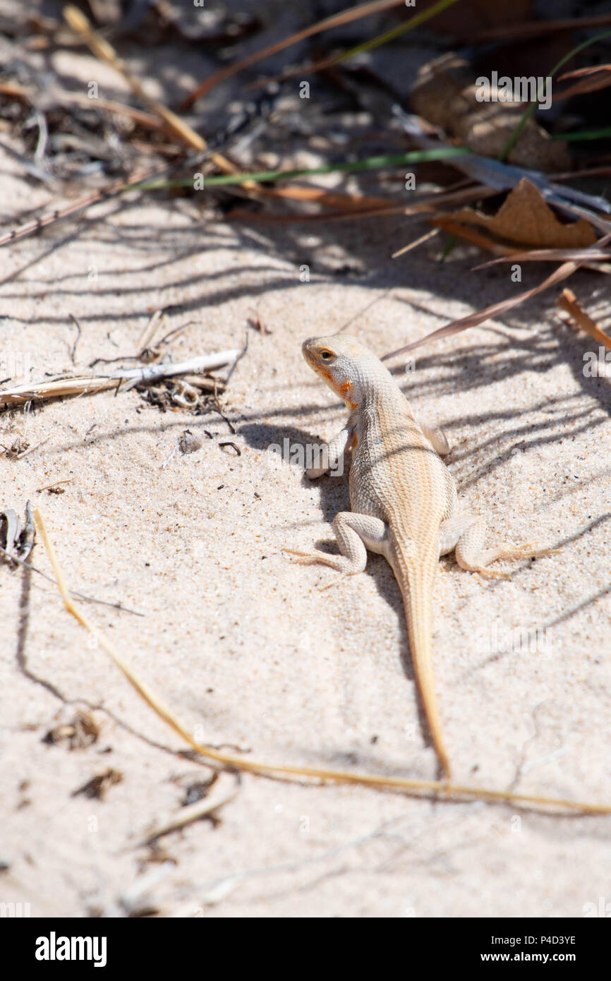 Sand Dune lizard, (Sceloporus arenicolus), female in breeding coloration.  Mescalero Sands, Chaves co., New Mexico, USA> Stock Photo