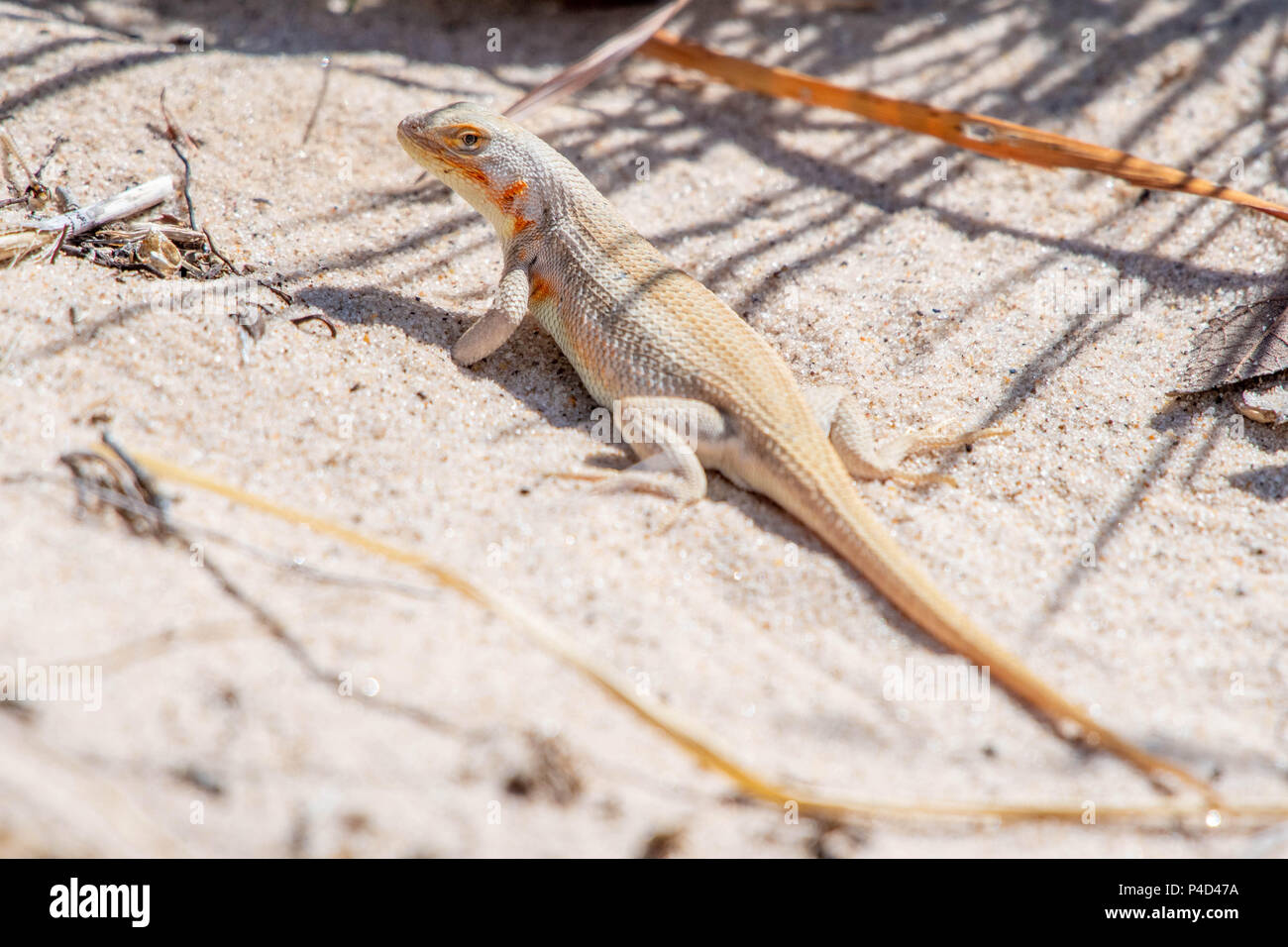 Sand Dune lizard, (Sceloporus arenicolus), female in breeding coloration.  Mescalero Sands, Chaves co., New Mexico, USA> Stock Photo