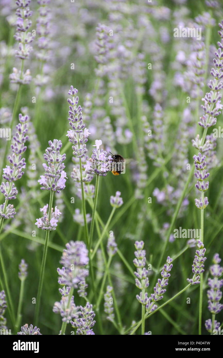My Garden flowers in May 2018. (Yucca filamentosa, Pelargonium, Mahonia