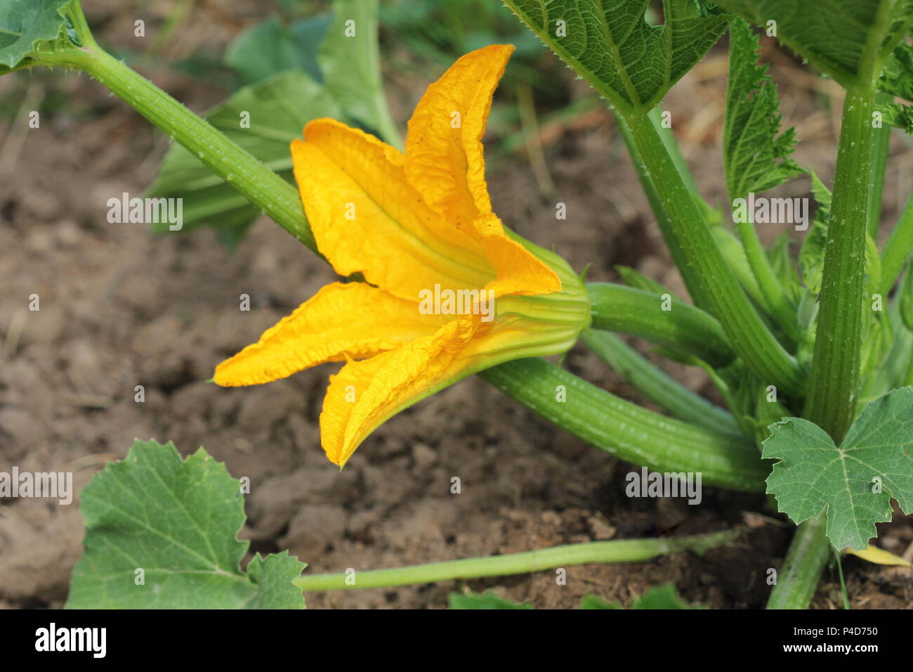 Zucchini plants in blossom on the garden bed Stock Photo Alamy