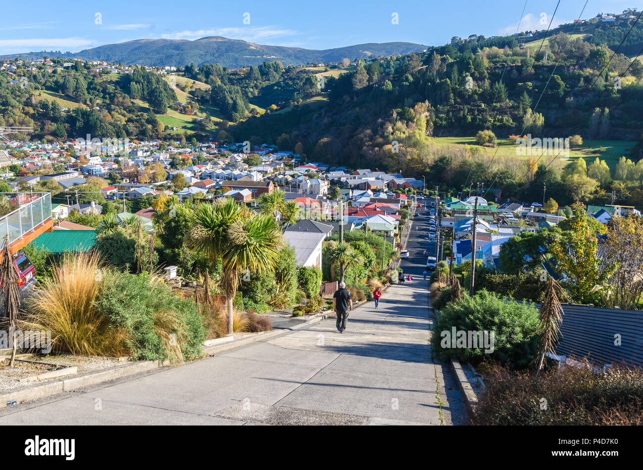 Baldwin Street which is located in Dunedin,New Zealand is the world steepest street in the world. Stock Photo