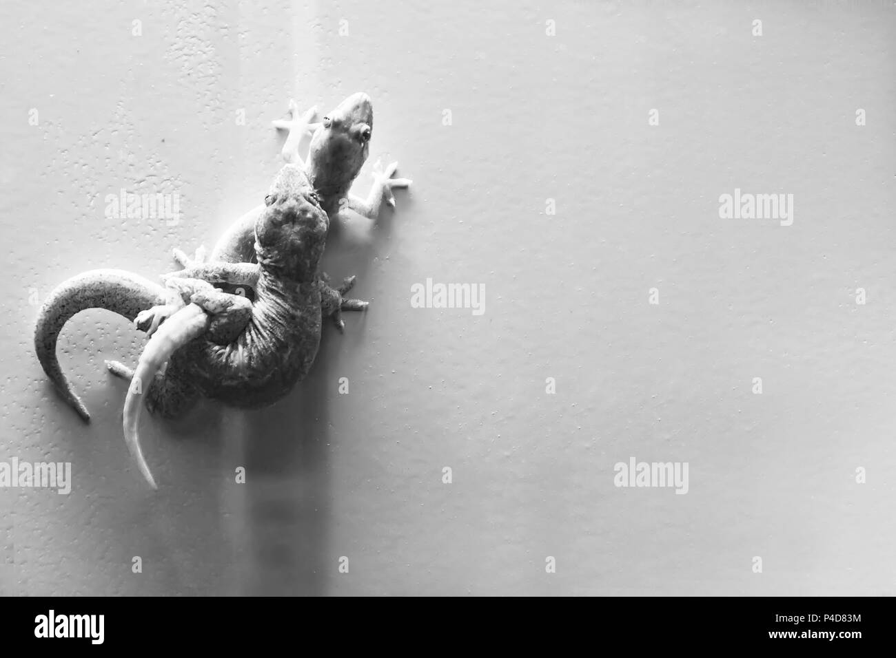 Two lizards are breeding, black & white picture style. Stock Photo