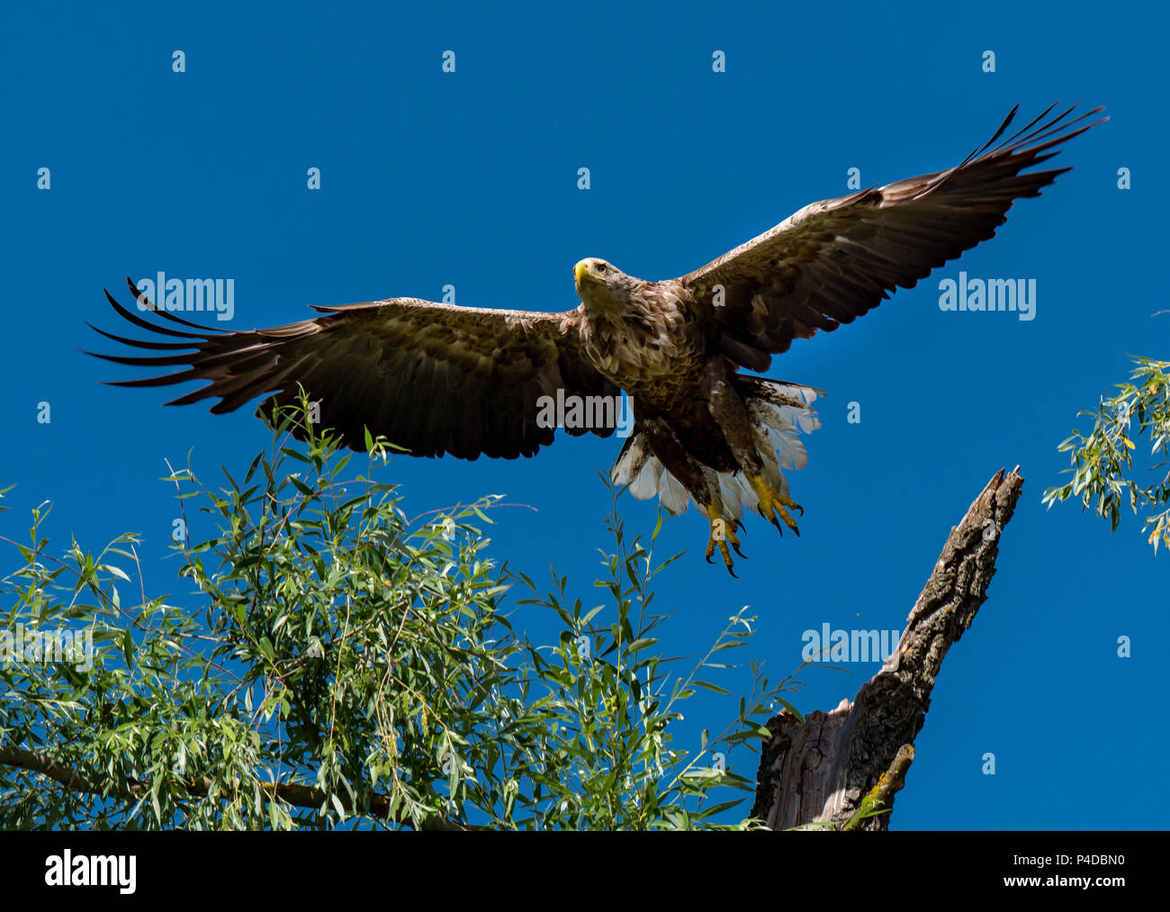 Biggest sea eagle hi-res stock photography and images - Alamy