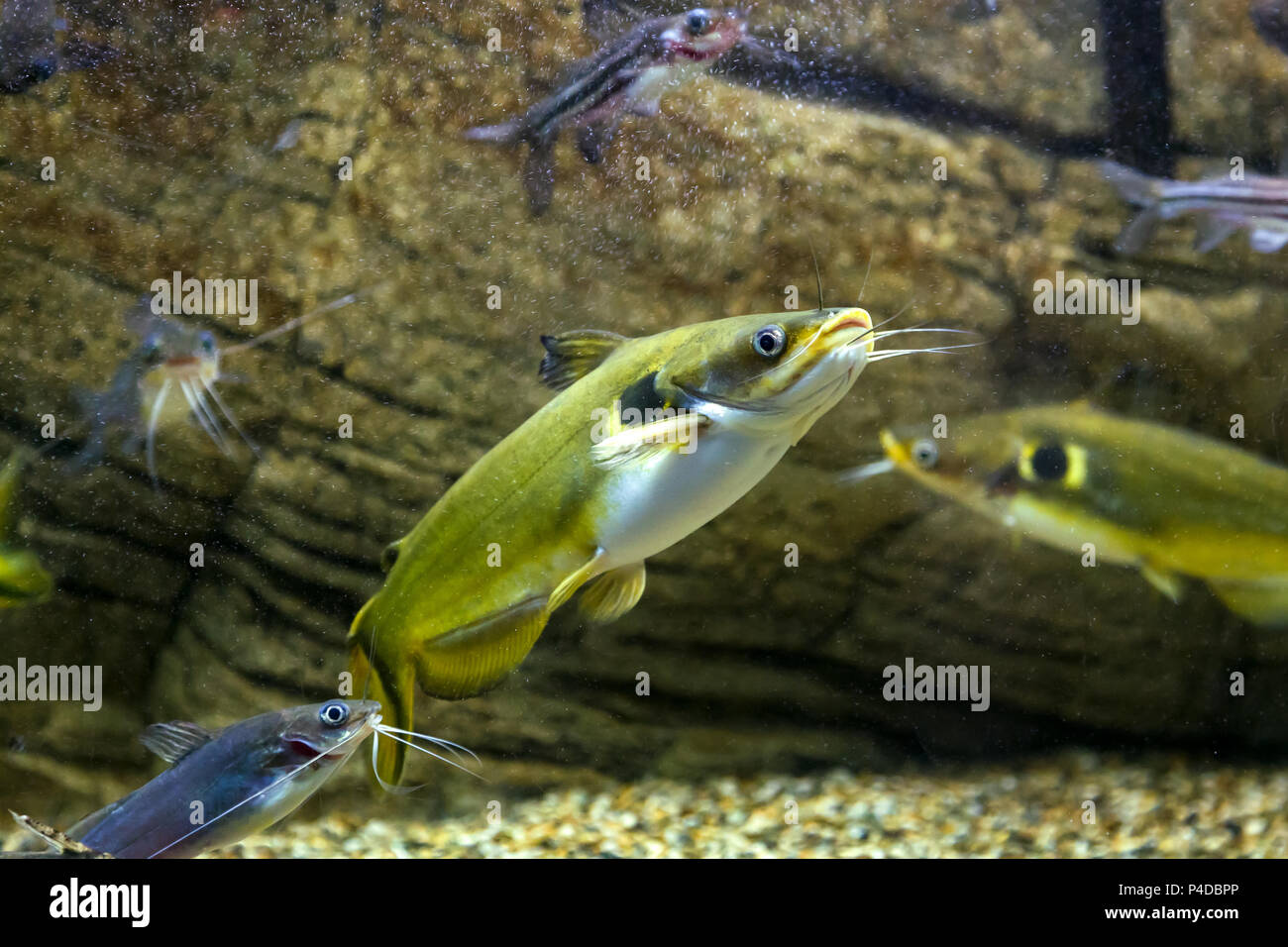 Closeup of horabagrus brachysoma fish floating and looking at the