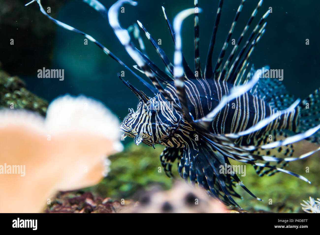 Close-up of synodontis nigrita fish floating and looking at the camera in an aquarium Stock Photo