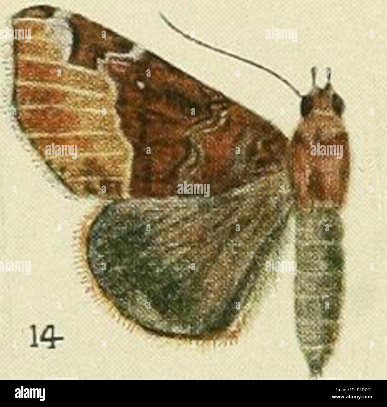 14-(Giria bubastis) Giria pectinicornis (Bethune-Baker 1909). Stock Photo