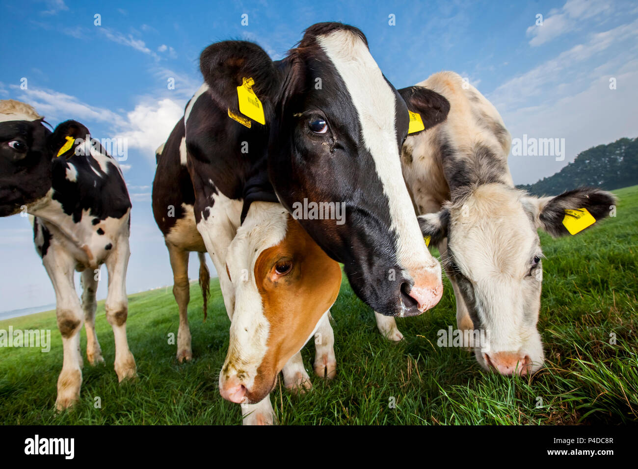 Cow Up Black and white cow, up front in a low angle Stock Photo - Alamy