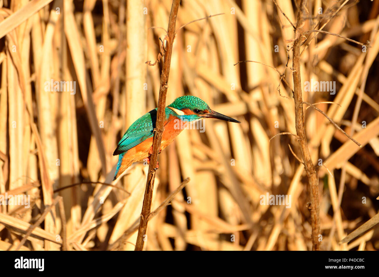 Kingfisher (Alcedo atthis) Kent (Loose Village, near Maidstone) UK. January Stock Photo