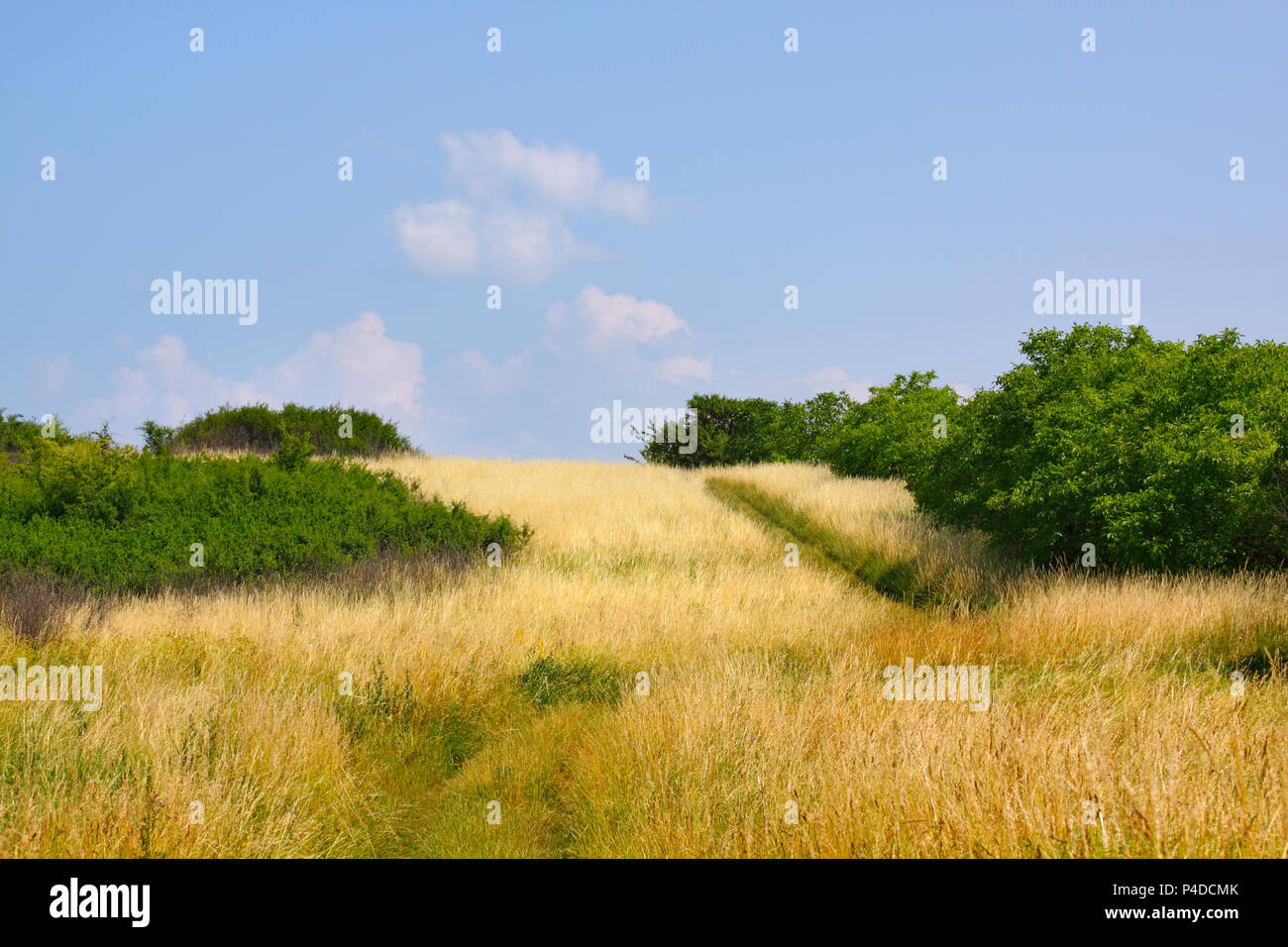 Grassy meadow with bushes. Poland, The Holy Cross Mountains. Stock Photo