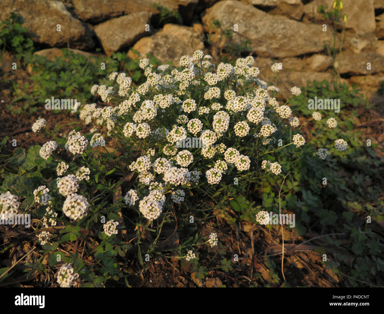 Wild Alyssum flowers in Andalusian winter sunshine Stock Photo Alamy