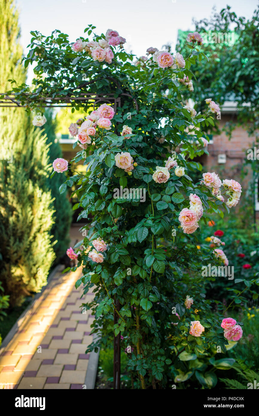 Pink rose bush blossoming hi res stock photography and images Alamy