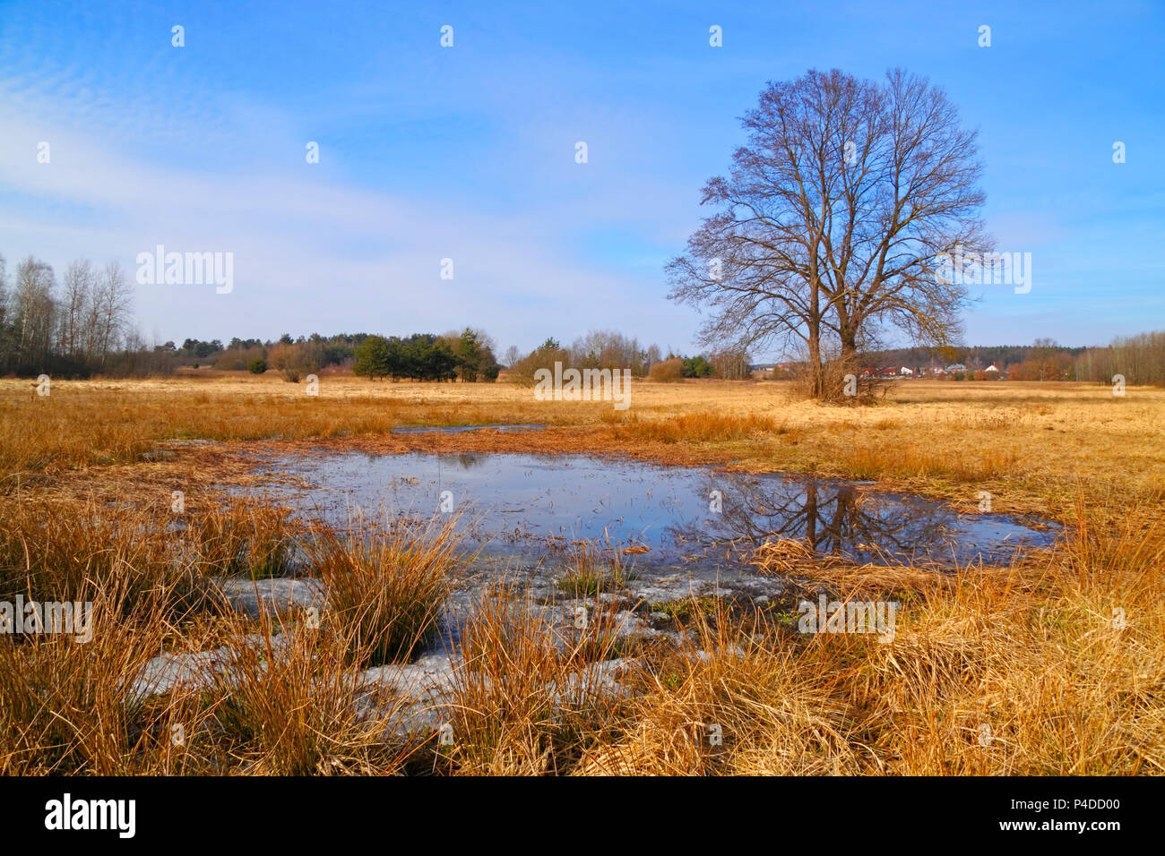 Dry grasses and small pond on flood-meadow at early spring with trees. Poland, The Holy Cross Mountains. Stock Photo