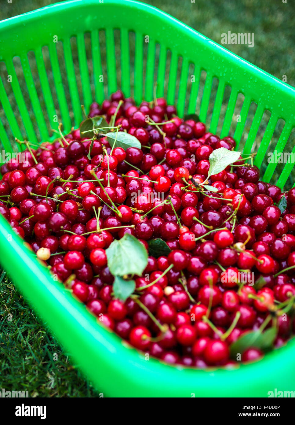 Ripe cherries with stalks and leaves in basket after harvest Stock Photo