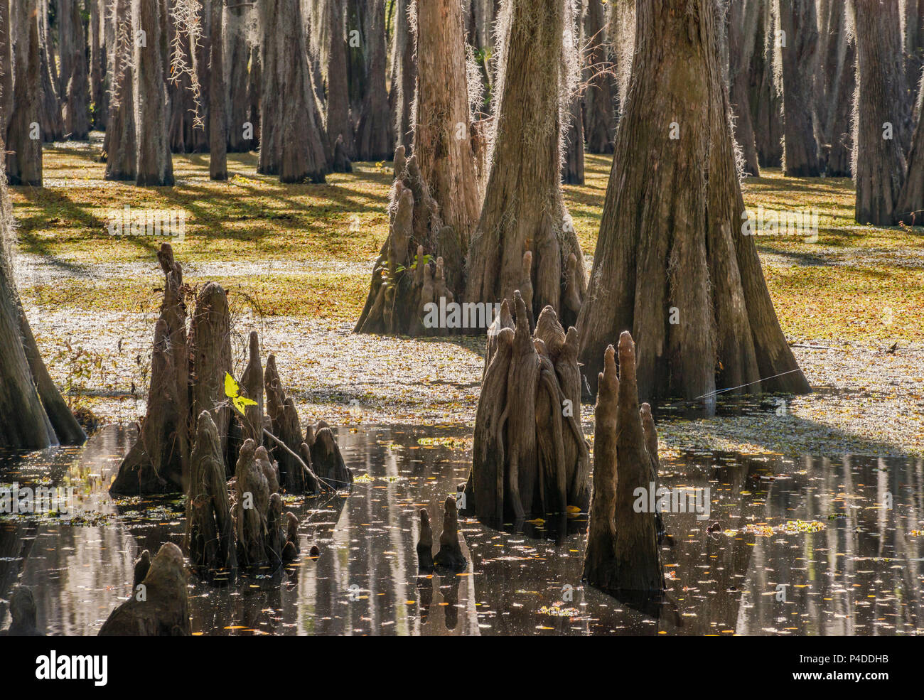 Bald cypress trees covered with spanish moss and cypress knees at swamp in late autumn, South Shore area at Caddo Lake, Texas, USA Stock Photo