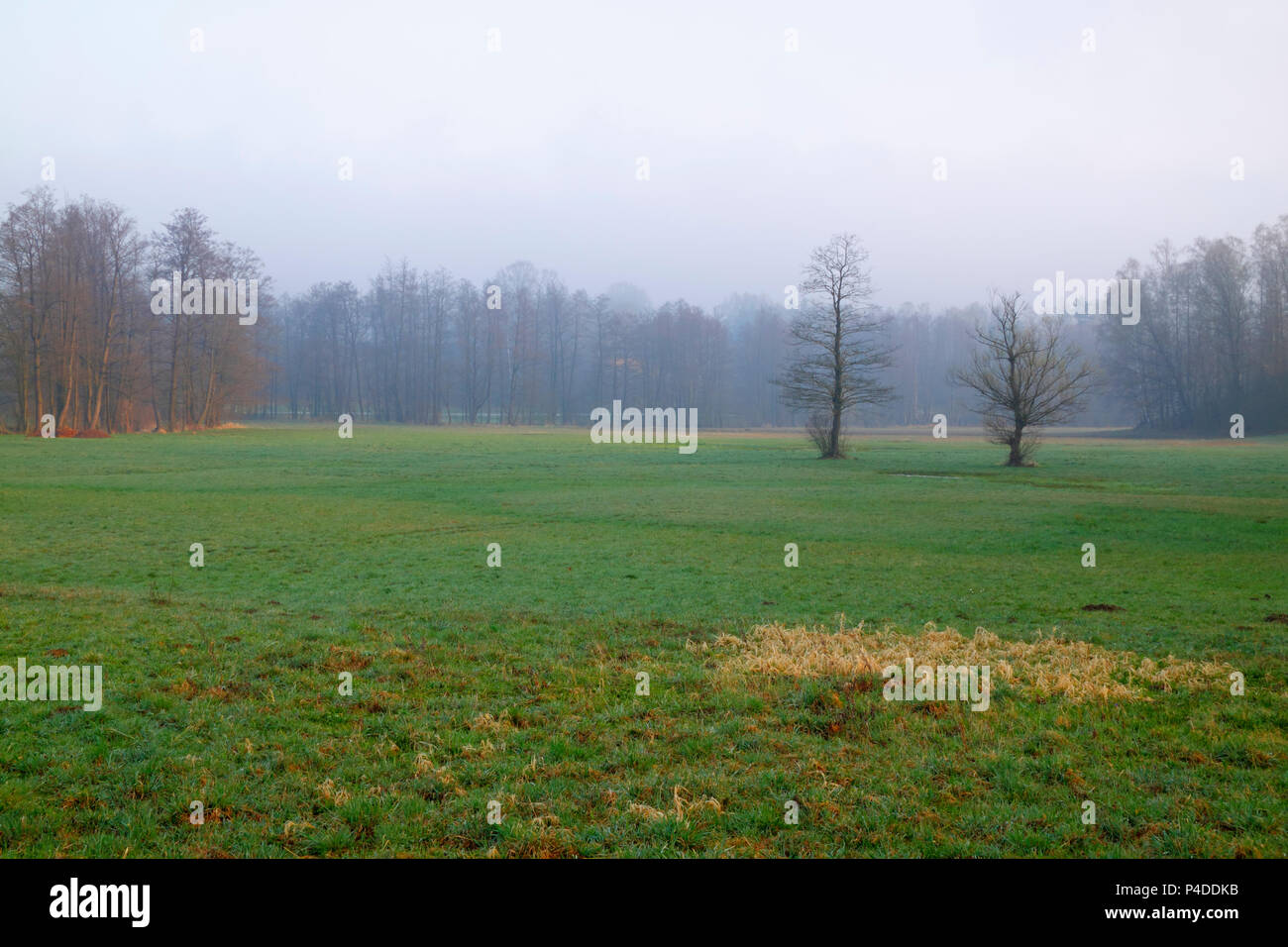 Hazy morning landscape with meadow. Poland, The Holy Cross Mountains. Stock Photo