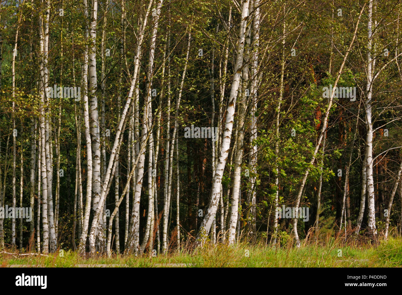 Birches on a forest border. Poland, The Holy Cross Mountains. Stock Photo
