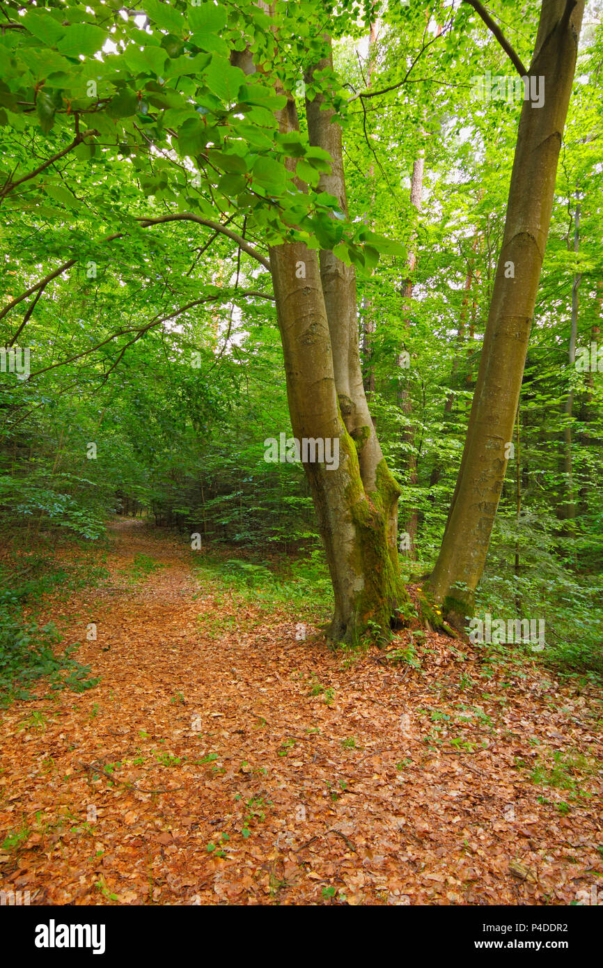 Three Beech in forest with dry fallen foliage. Poland, The Holy Cross Mountains. Stock Photo