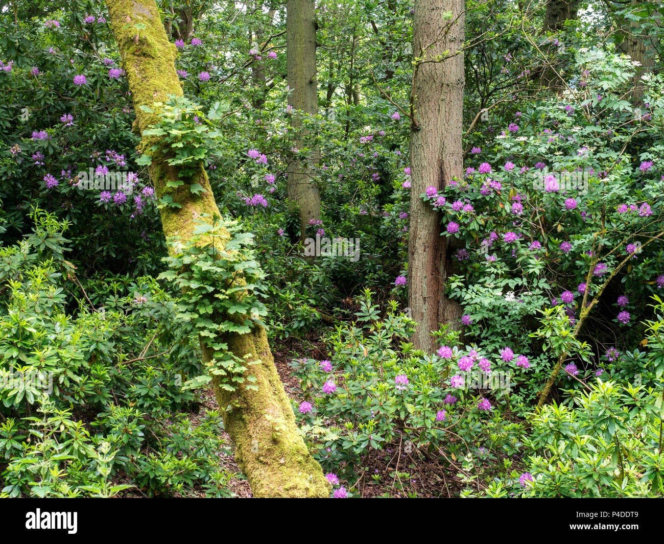 Rhododendrons in flower in Spring Wood near Wath in Nidderdale Yorkshire England Stock Photo