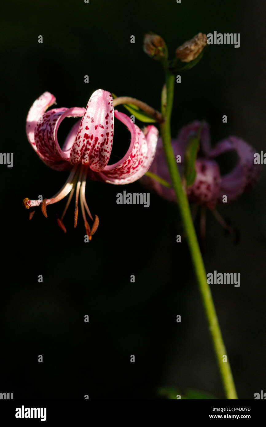 A Turk's cap lily (Lilium martagon) with a special light at Eina Valley, France. Stock Photo