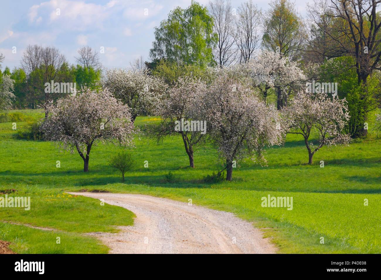 Spring landscape with flowering trees and dusty road. Poland, The Holy Cross Mountains. Stock Photo