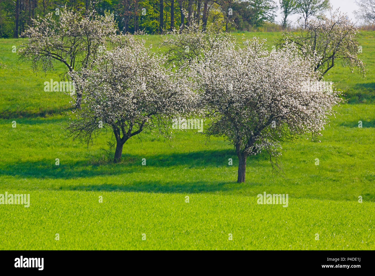 Spring landscape with green meadow and flowering trees. Poland, The Holy Cross Mountains. Stock Photo