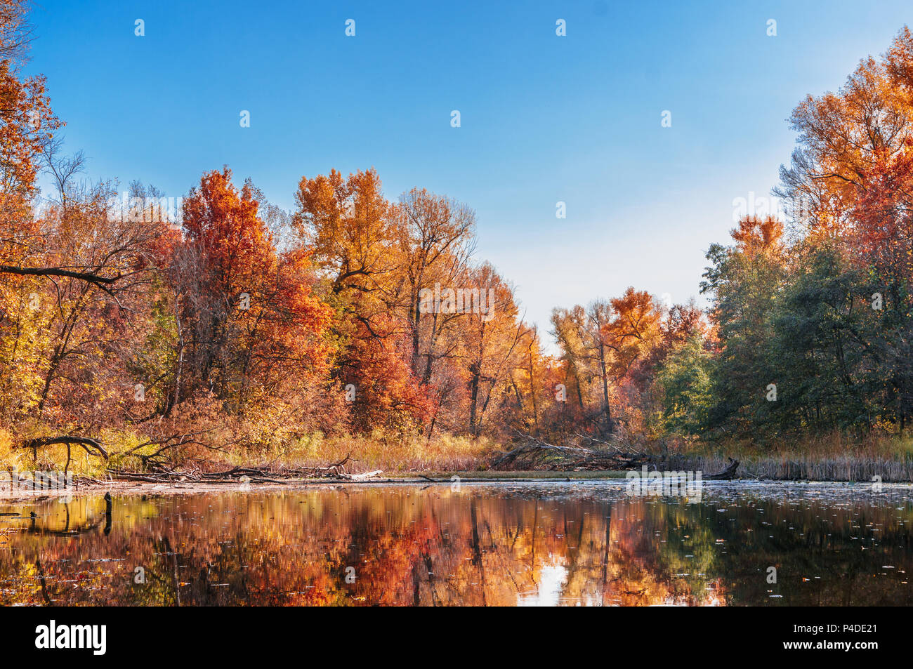 The lake in the autumn forest Stock Photo - Alamy