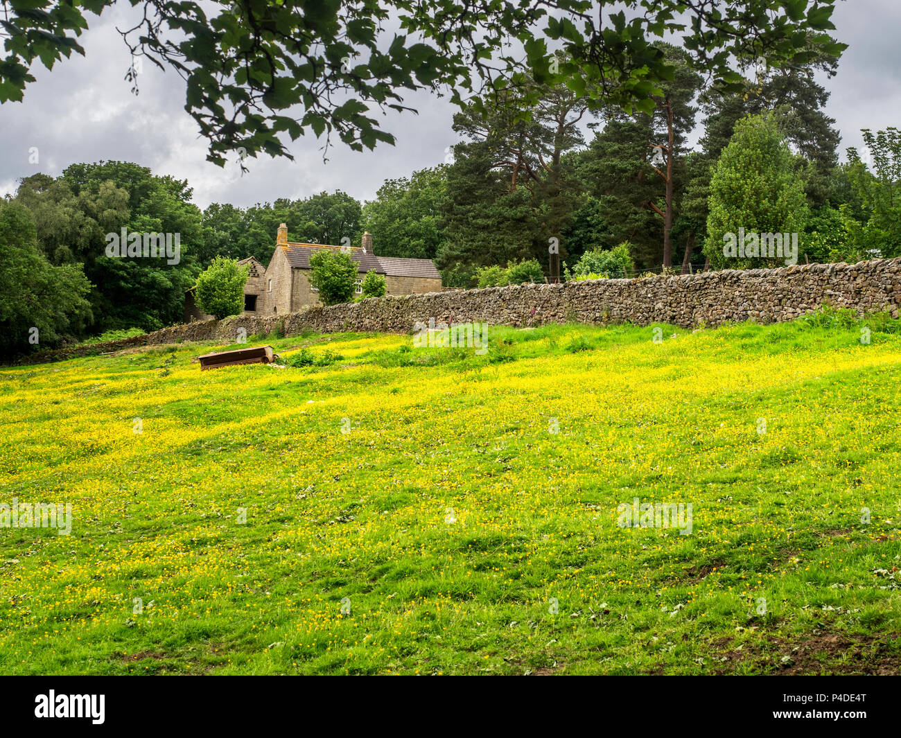 Buttercup meadow at Spring Wood Top near Wath in Nidderdale Yorkshire England Stock Photo