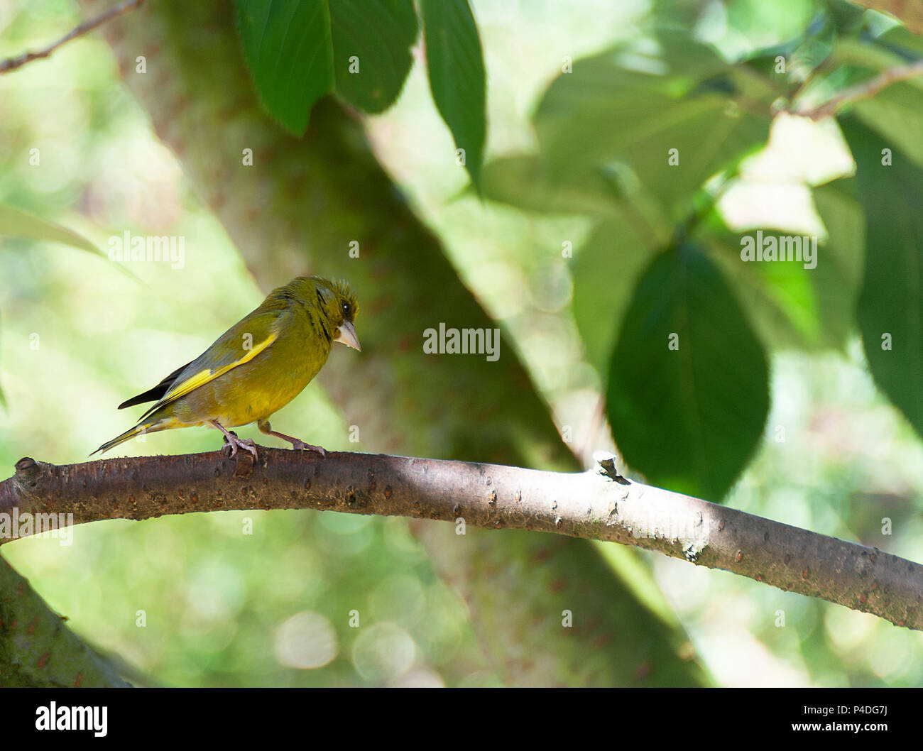 An Adult Male Greenfinch Perching on a Branch in a Flowering Cherry Tree Looking for Food in a Garden in Alsager Cheshire England United Kingdom UK Stock Photo