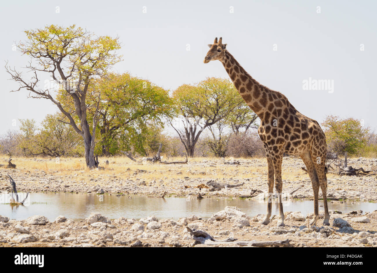 Etosha National Park Namibia Stock Photo