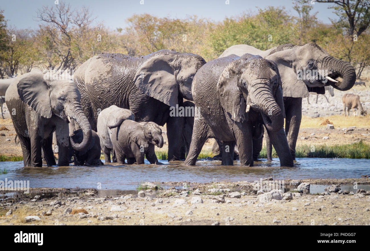 Elephants by water hole Etosha National Park Namibia Stock Photo