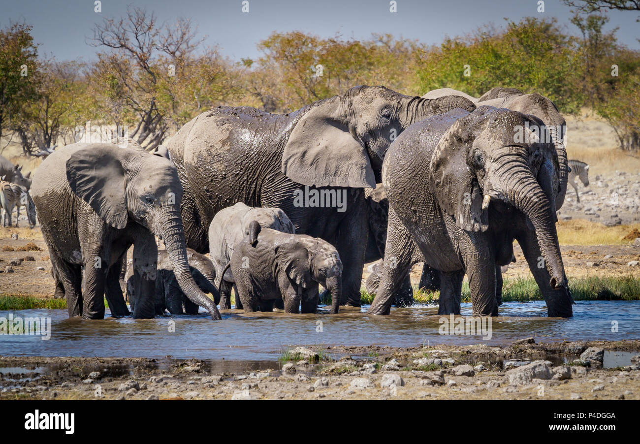Elephants by water hole Etosha National Park Namibia Stock Photo