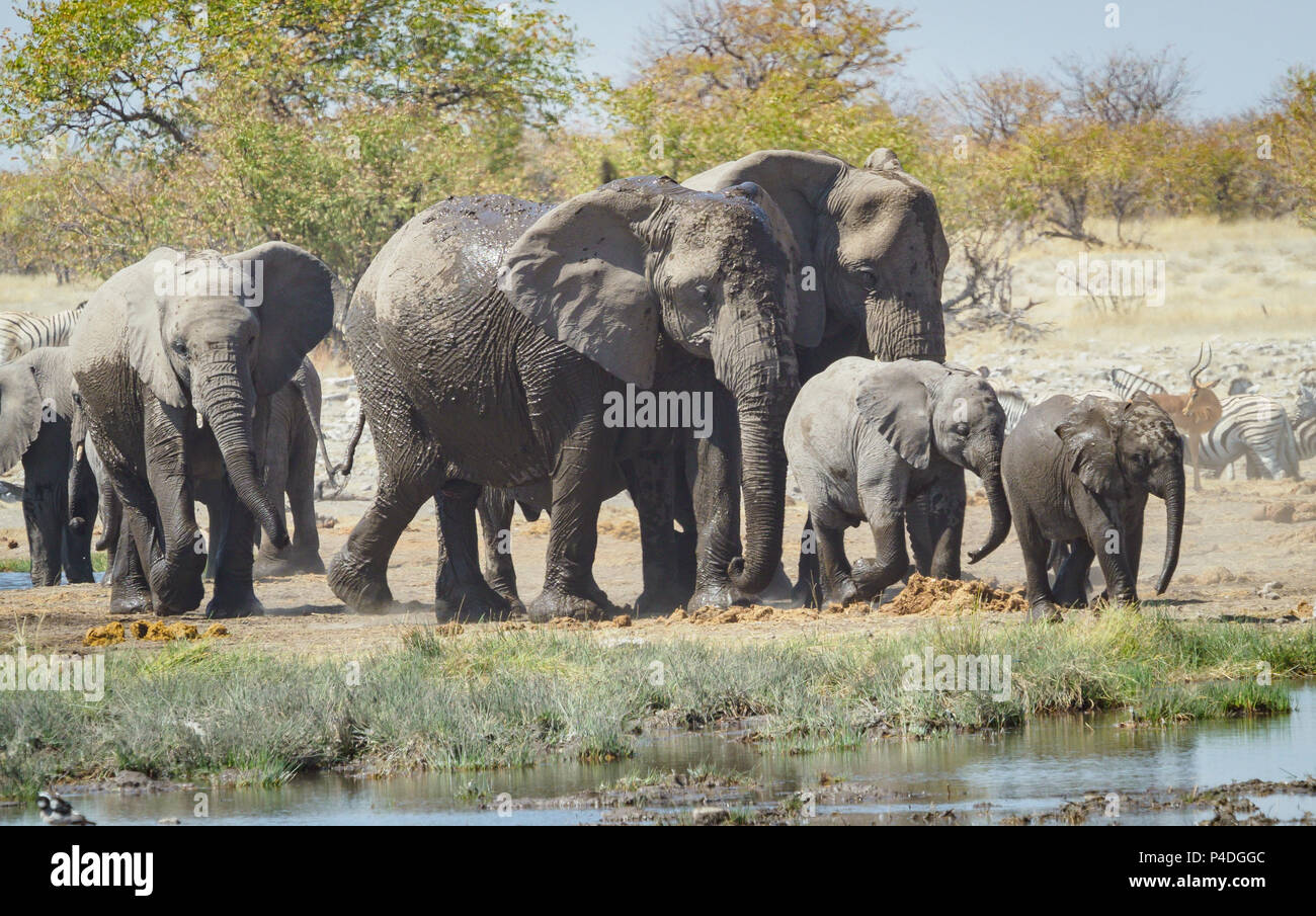 Elephants by water hole Etosha National Park Namibia Stock Photo