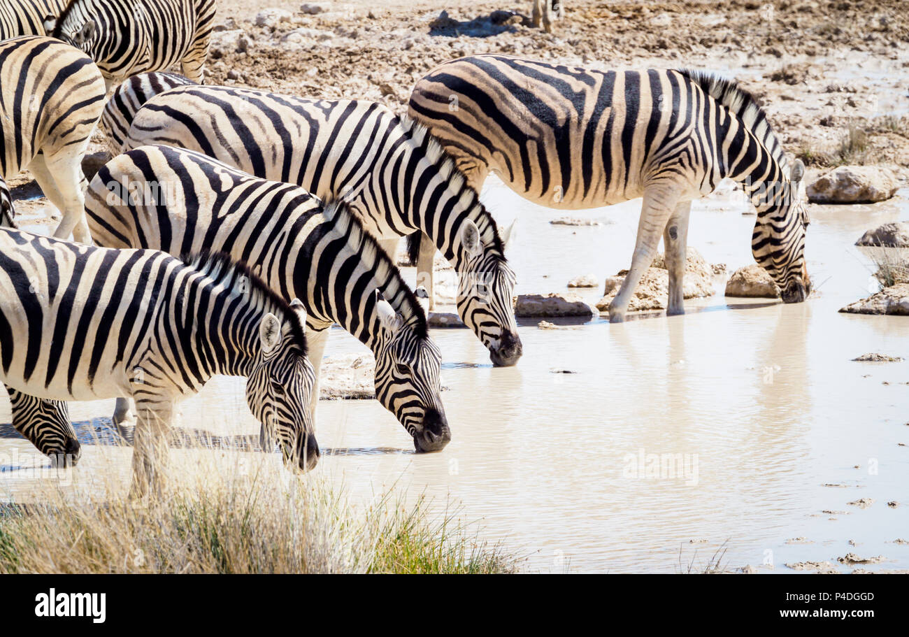 Zebra by water hole Etosha National Park Namibia Stock Photo