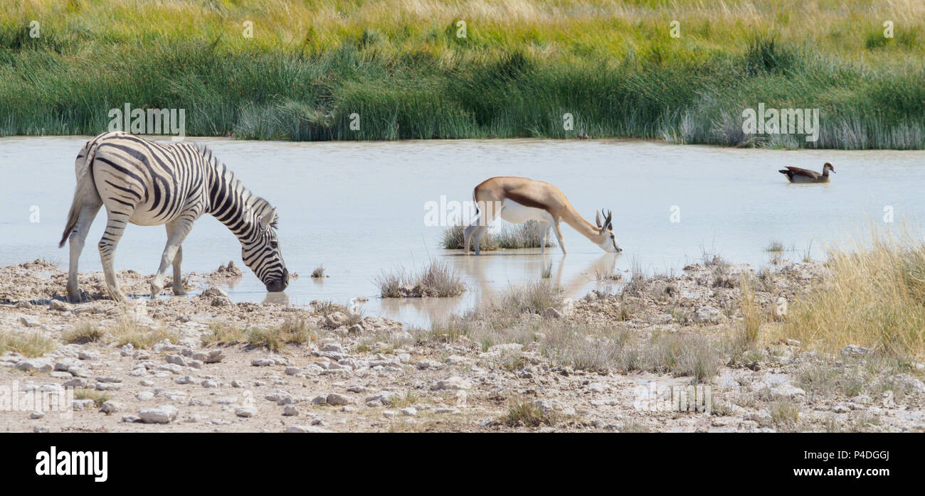 Zebra by water hole Etosha National Park Namibia Stock Photo