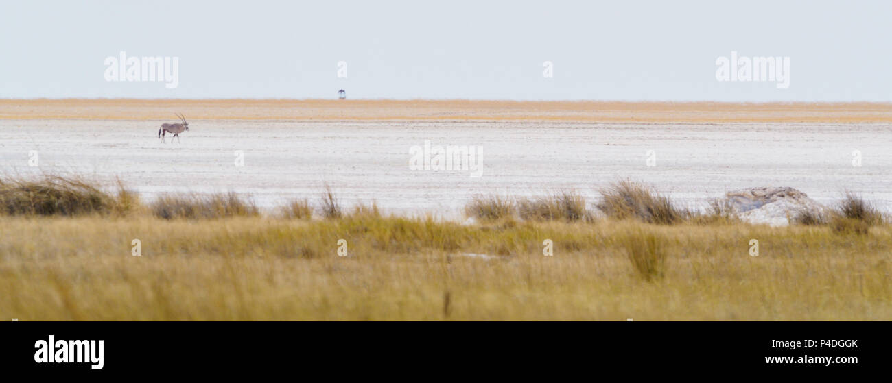 Etosha National Park Namibia Stock Photo