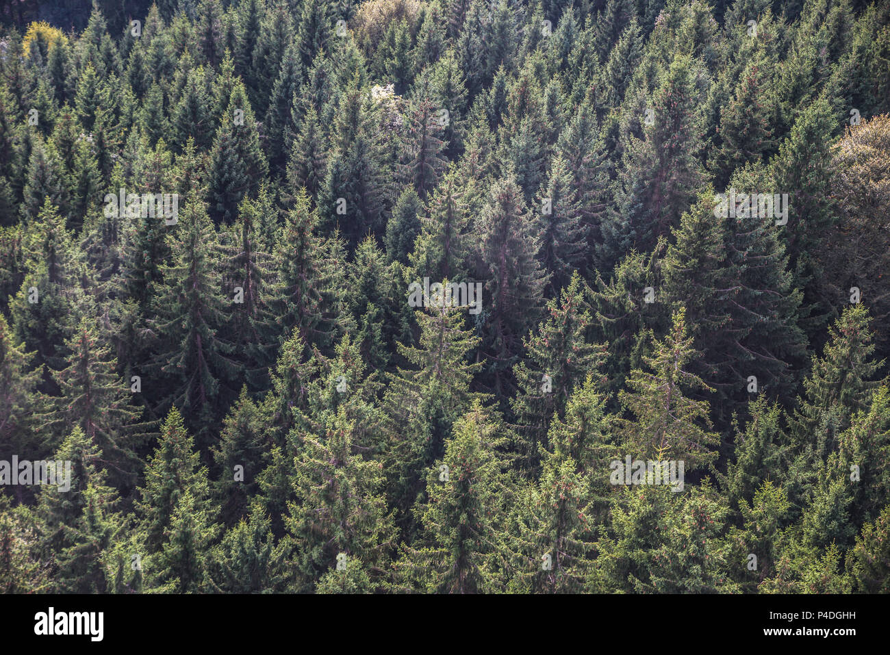 Forest douglas fir trees background hires