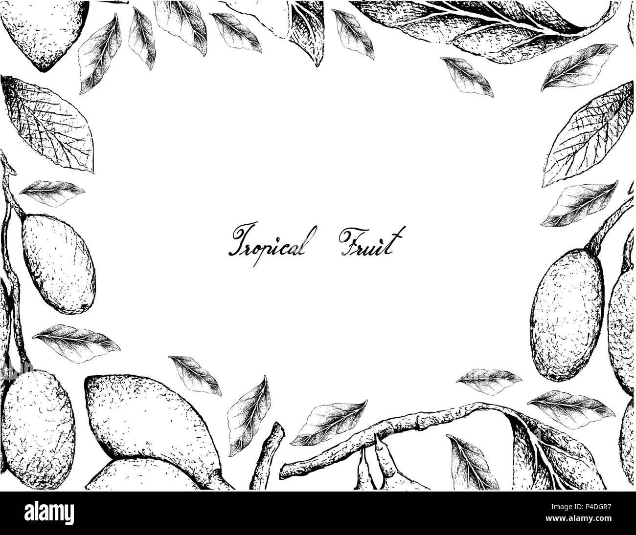 Tropical Fruit, Illustration Frame of Hand Drawn Sketch of Fresh Elaeocarpus Hygrophilus Curriola or Pouteria Ramiflora Fruits Isolated on White Backg Stock Vector