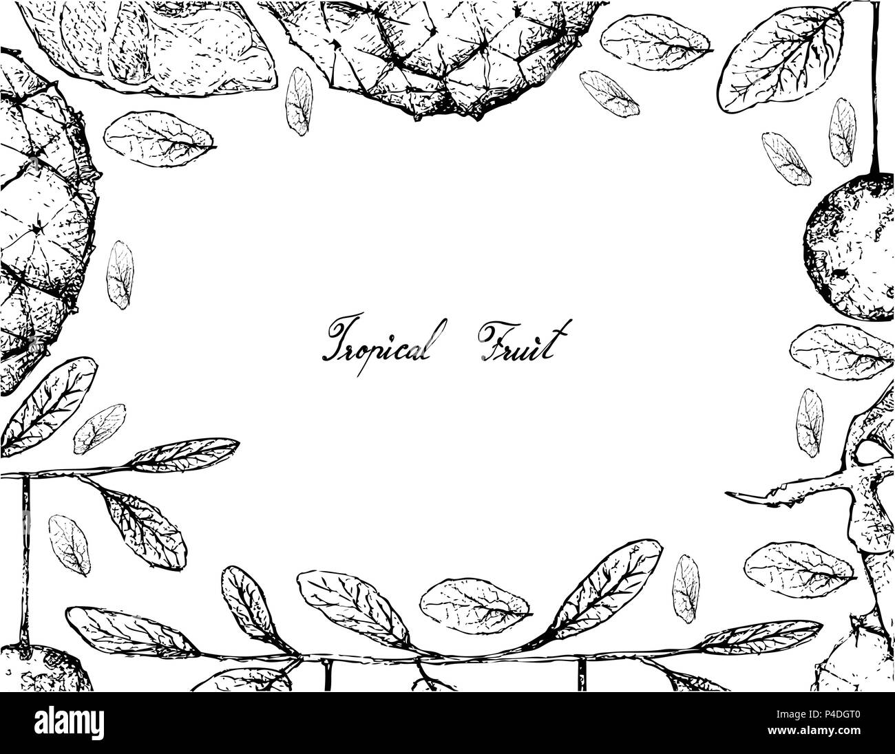 Tropical Fruit, Illustration Frame of Hand Drawn Sketch of Araticum or Duguetia Furfuracea and Diospyros Filipendula Fruits Isolated on White Backgrou Stock Vector