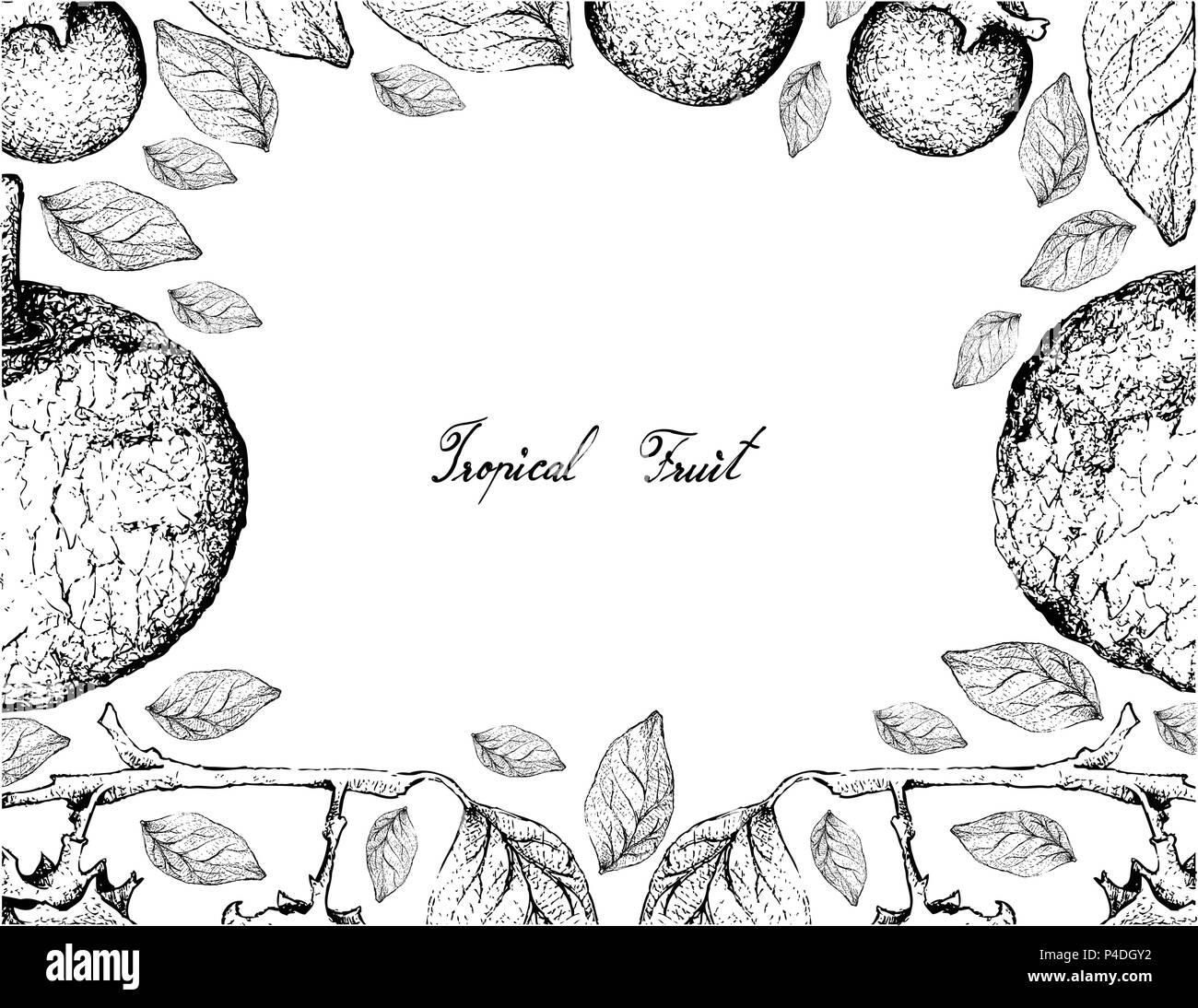 Tropical Fruit, Illustration Frame of Hand Drawn Sketch of Feroniella Lucida and Ebony or Diospyros Rhodocalyx Fruits Isolated on White Background. Stock Vector
