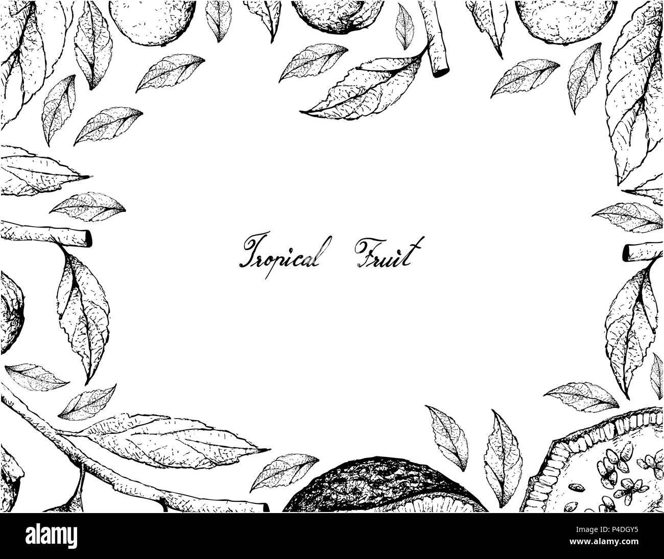 Tropical Fruit, Illustration Frame of Hand Drawn Sketch of Feroniella ...
