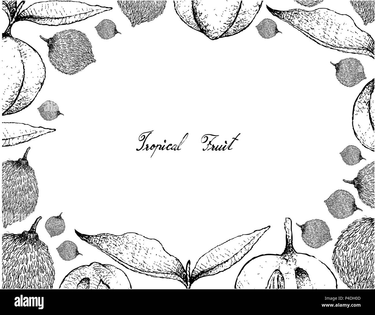 Tropical Fruit, Illustration Frame of Hand Drawn Sketch of Sour Bacuri or Garcinia Acuminata and Diospyros Blancoi or Velvet Apple Fruits Isolated on  Stock Vector