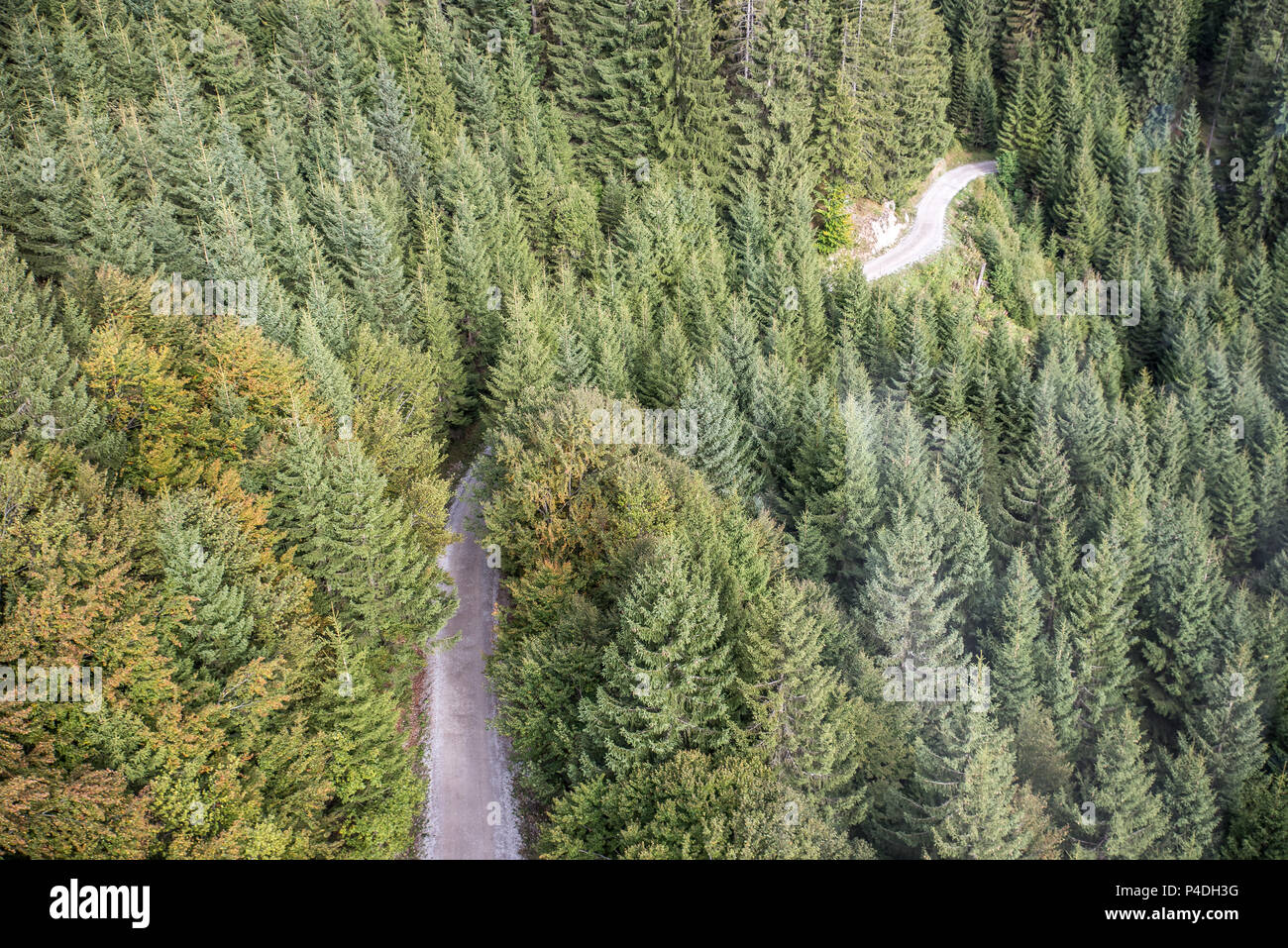 Forest douglas fir trees background hires